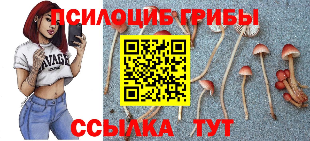 Лесозаводск  Галлюциногенные грибы Psilocybine cubensis  Вход с VPN 